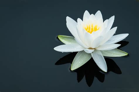 White Water Lily - The Story Behind the Image — Todd Henson Photography