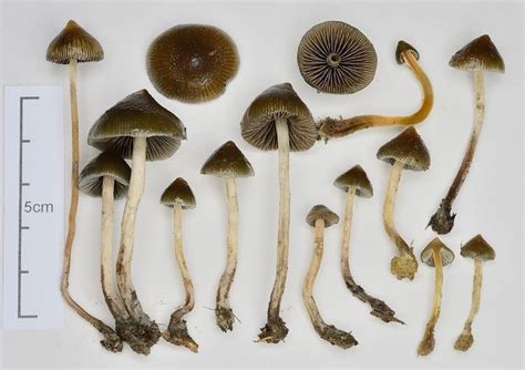 Psilocybe makarorae - Alchetron, The Free Social Encyclopedia