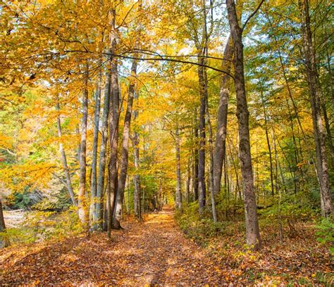 Chris Zimmer: Autumn Color at Mohican State Park