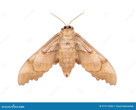 Butterfly Moth Isolated on White Stock Photo - Image of cute, biology ...