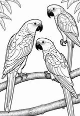 Parrot Free Printable Coloring Pages – Color My sketch template