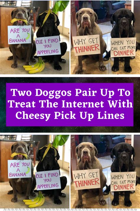 Two doggos pair up to treat the internet with cheesy pick up lines – Artofit