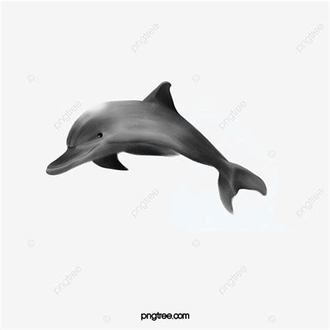 Leap PNG Picture, Dolphin Leaping Out Of The Water, Dolphin Clipart ...