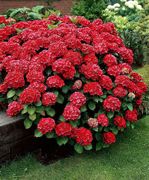 Hortensie / Hydrangea Hydrangea Macrophylla, Hortensia Hydrangea, Red Hydrangea, Hydrangea Care ...