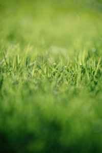 What is the Best Grass Seed for Overseeding? - Lawn Chick