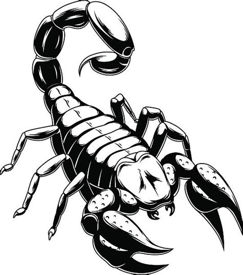 290+ Scorpion In Black And White Stock Illustrations, Royalty-Free Vector Graphics & Clip Art ...