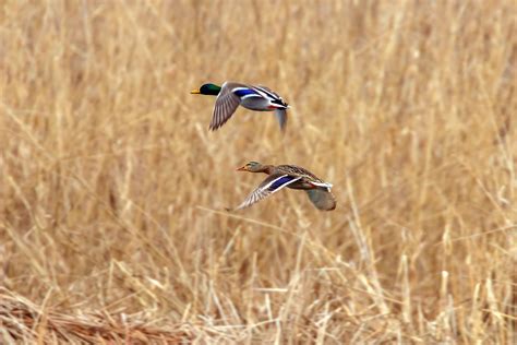 Top 10 Tips for Duck Hunting | CastnBlast Advisor