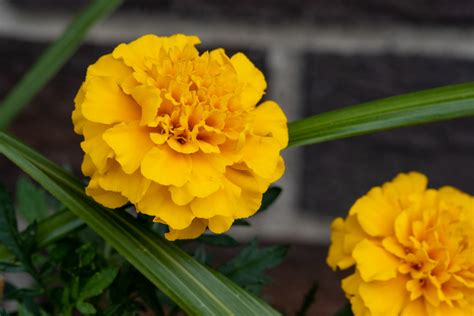 Aztec Marigold | Omar Tabsh | Flickr