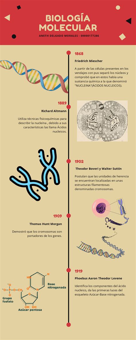 Linea De Tiempo Biologia Molecular By Sofia Moreno | Images and Photos finder