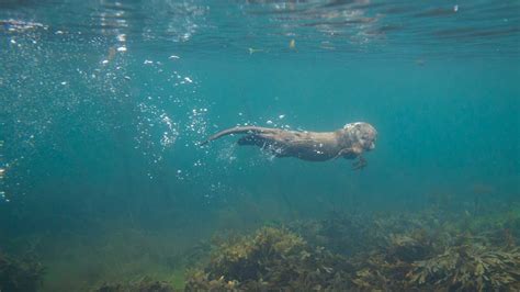 Swimming Otter Underwater