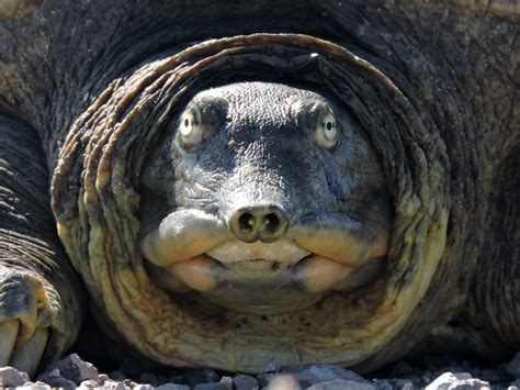 Full Grown Leatherback Sea Turtle Mouth