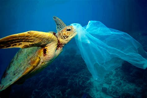 JL-Turtle-Eating-Plastic-Bag-Copyright-Troy-Mayne - Lunamar for the Planet