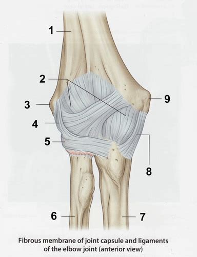 Elbow joint diagram Diagram | Quizlet