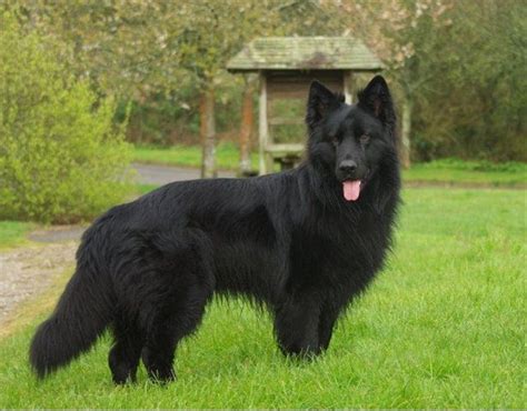 Long Haired Black German Shepherd | Black german shepherd dog, Black ...