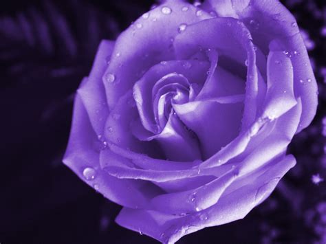 🔥 Download Purple Rose Wallpaper High Definition Quality by @angelicas | Purple Roses ...