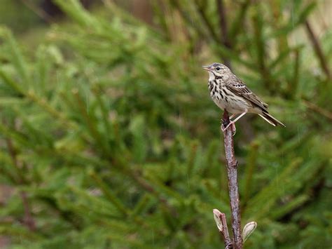 Tree pipit | BirdForum