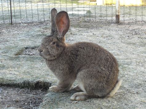 File:Lapin geant des flandres 2.JPG - Wikimedia Commons