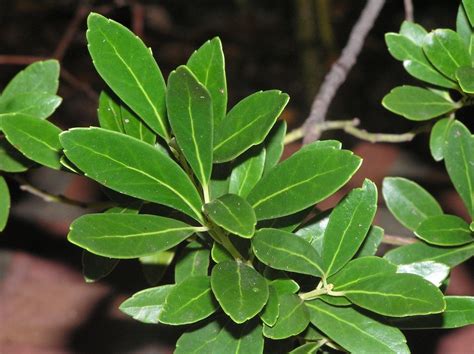 Ilex glabra leaves 2 klr | by Clemson HGIC Photos | Plant leaves, Plants, Plant database