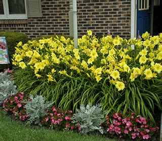 Happy Returns Dwarf Daylily | NWA Plants Inc