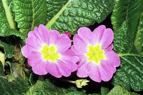 Primrose Flowers Photograph by M F Merlet/science Photo Library - Fine ...