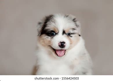 654 Cute Fluffy Puppy Aussie Posing Images, Stock Photos & Vectors ...