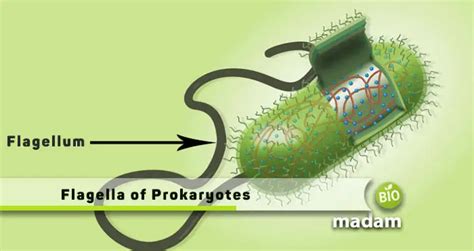 Flagella Function in Prokaryotic Cells - biomadam