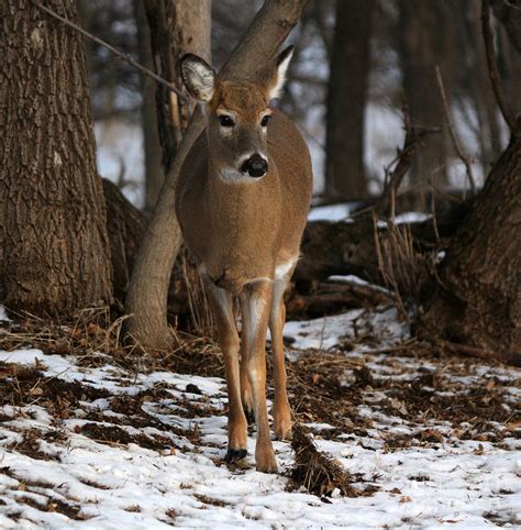 Whitetail doe #1 Photograph by Lori Tordsen - Pixels