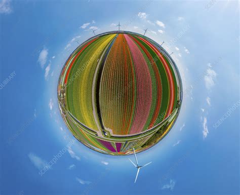 Aerial view of tulip field, The Netherlands - Stock Image - F038/8459 - Science Photo Library