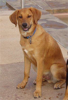 Beago (Beagle / Golden Retriever mix) at 9 months old # ...