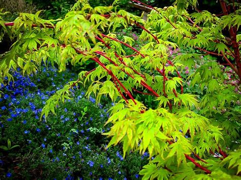 Coral Bark Japanese Maple For Sale Online | The Tree Center