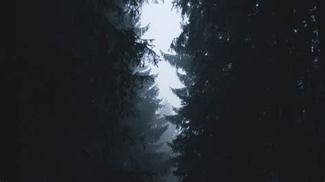 1082x1920 Misty Forest Photography 2021 1082x1920 Resolution Wallpaper ...