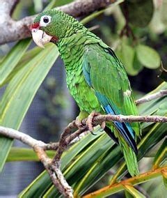 Endangered Animals - El Yunque Rainforest Eco-Service Tour