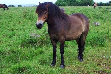 Feeding of Dartmoor Pony | Dartmoor pony, Horse breeds, Pony breeds