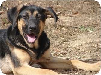 Smokie | Adopted Puppy | Windham, NH | Black and Tan Coonhound/German Shepherd Dog Mix