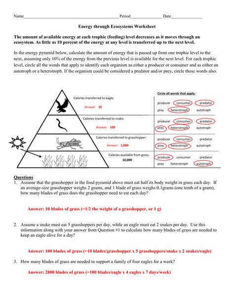 30 Ecological Pyramids Worksheet Answers Pogil - support worksheet