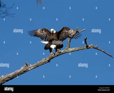 Eagle mating hi-res stock photography and images - Alamy