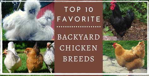 Top 10 Favorite Backyard Chicken Breeds | BackYard Chickens - Learn How to Raise Chickens