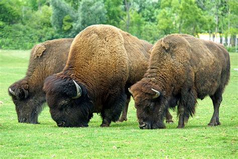 Buffalo Coming to Minnesota Oak Savana Ecosystem