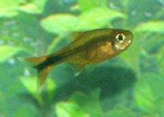 Silvertip tetra (Hasemania nana) - The Free Freshwater and Saltwater Aquarium Encyclopedia ...