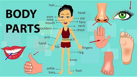 Body Parts Vocabulary - YouTube