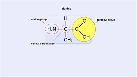 What Does Trna Do To Form Peptide Bonds