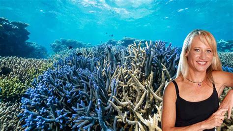 Great Barrier Reef: behind "best coral cover in 36 years"