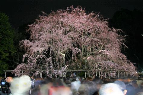 5 Best Places to See Night Cherry Blossoms in Tokyo - Japan Web Magazine