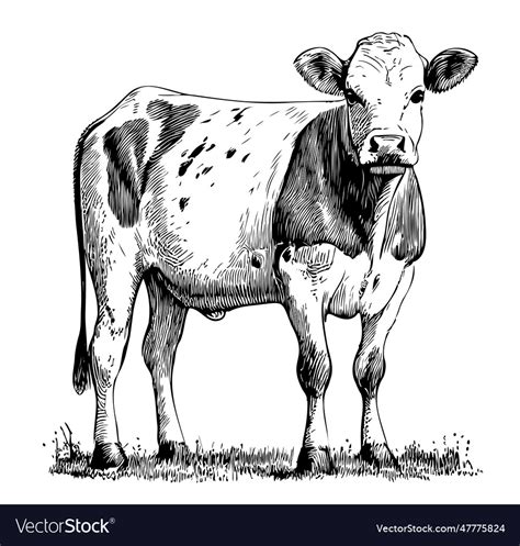 Cow calf sketch hand drawn engraving style Vector Image