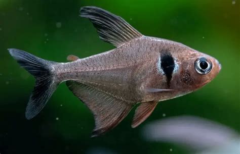 The black phantom tetra - The ornamental fish for home - Aquarium-Fish ...