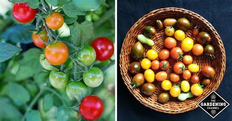 Growing Cherry Tomatoes in Pots: Best Varieties - Gardening Channel