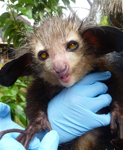 Volunteering with Madagascar Biodiversity Partnership – Lemur ...