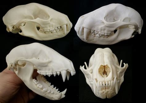 Crâne de Raton Laveur / Raccoon Skull (Procyon lotor) | Raccoon skull ...