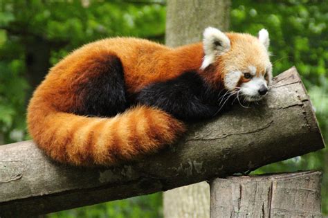 Red Panda - Binder Park Zoo