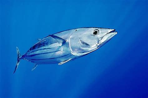 Skipjack tuna- A Common fish in open oceans - Environmental Earth